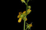 Beaked agrimony